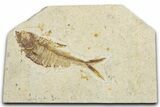 Detailed Fossil Fish (Diplomystus) - Wyoming #355600-1